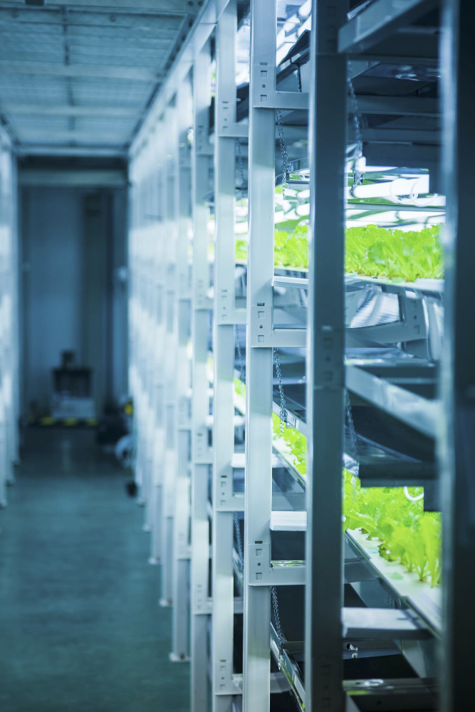 image de production dans des chambres froides